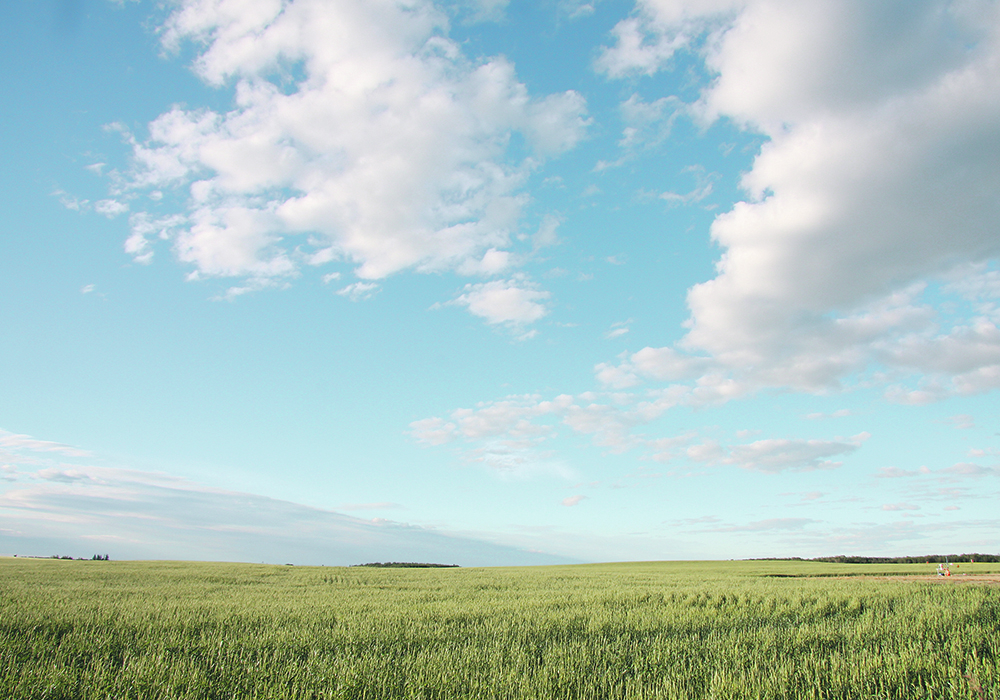 A scenic shot of some crop in B.C.'s Peace Region.