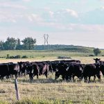 Cattle graze in a pasture.