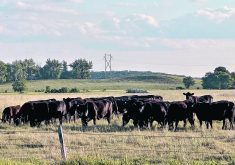 Cattle graze in a pasture.