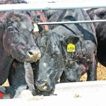 Cattle in a feedlot eat a corn-based chop from a concrete bunk.