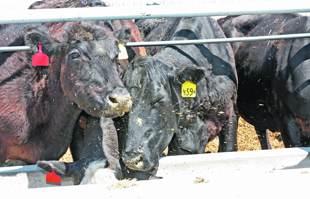 Cattle in a feedlot eat a corn-based chop from a concrete bunk.