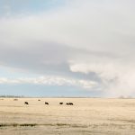 A large storm cloud moves across the Prairie in the distance. Cattle graze closer to the camera.