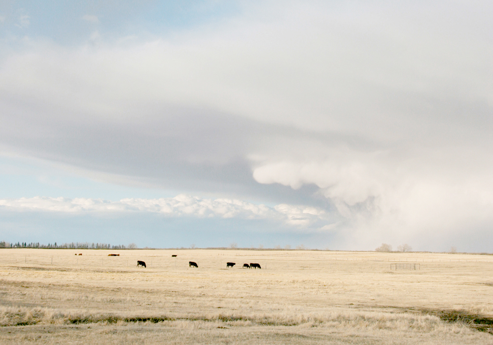 A large storm cloud moves across the Prairie in the distance. Cattle graze closer to the camera.