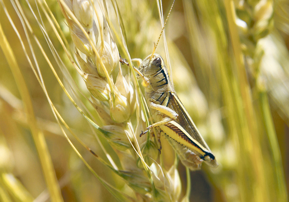 As rough as it might be this season for some producers University of Lethbridge entomologist Dan Johnson said, province-wide, this year is middle of the road. | File photo