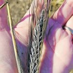 Ana Badea, a barley breeder with Agriculture Canada in Brandon, has developed a purple barley. The variety, which could soon be commercialized, contains anthocyanins, which are pigments found in blueberries, grapes and some vegetables. | Agriculture Canada photo