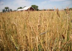 The time is right to expand organic agriculture because it can provide the environmental solutions that governments and society seek, says the executive director of the Canadian Organic Trade Association. | File photo