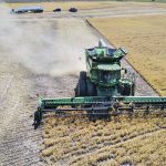 Pea harvest is well underway across the Prairies, but the global grain market that crops will be sold into will be murky for the next few months. | Mike Sturk photo.