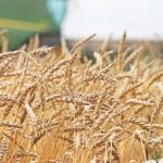 A close-up of a ripe wheat crop with a green combine out of focus in the background.
