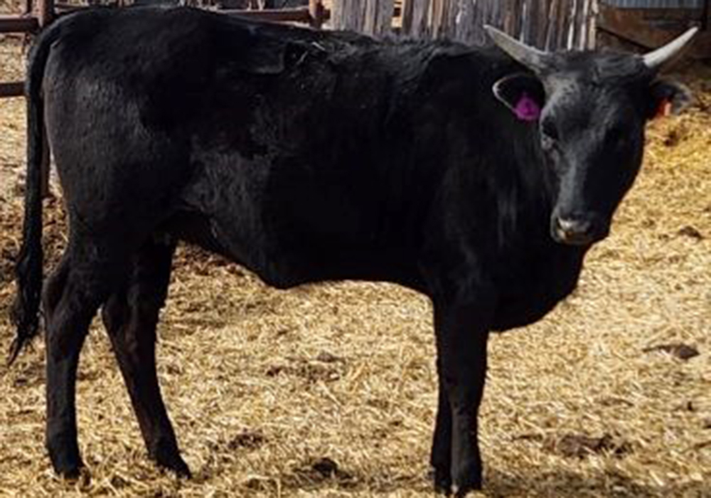 The cattle were described as a mix of red/black steers and heifers weighing about 272 kilograms each. They were unbranded and had purple management tags. | Photo courtesy RCMP