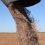 Green lentils are augered from a combine to a grain truck.