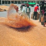 Workers sift wheat before filling sacks at the market yard of the Agriculture Product Marketing Committee on the outskirts of Ahmedabad, India, last year. | Reuters/Amit Dave photo