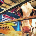 Members of Team BC were back at the Western Canadian Dairy Classic this year following an accident that occurred while travelling home from last year’s event. | Becky Zimmer photo