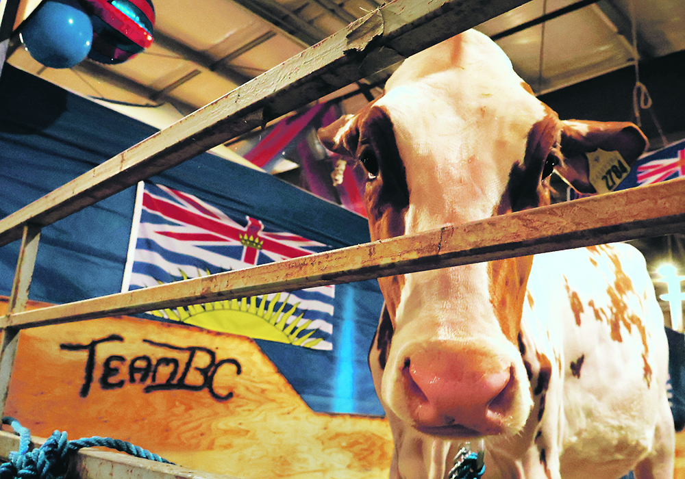 Members of Team BC were back at the Western Canadian Dairy Classic this year following an accident that occurred while travelling home from last year’s event.  |  Becky Zimmer photo