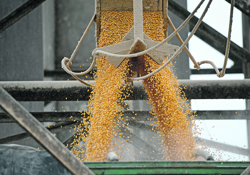The Aug. 25 decision follows Washington’s request for a dispute settlement panel through the United States-Mexico-Canada Agreement (USMCA), which escalated its objections to the restrictions imposed by Mexico on imports of GM corn. | Reuters photo