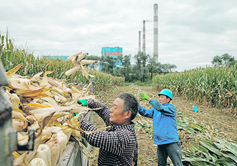 China has not yet approved commercial planting of GM corn and soybeans, but has been studying the crops for years, and this year significantly expanded the acreage of its pilot program. | Reuters photo