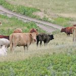 The beef industry is determining how surveillance for foot-and-mouth disease will work in community pastures that are shared by cattle from several producers. | File photo