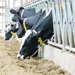 The freedom of movement provided by free stall barns is a requirement in the revamped code of practice for the care and handling of dairy cattle. | John Greig photo