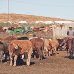 A man on horseback walks through a pen of cattle at a feedlot.
