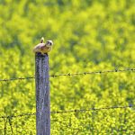 Landowners have been looking for other ways to control Richardson’s ground squirrels since the use of strychnine for that purpose was banned this spring. | Mike Sturk photo