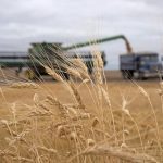 Quality is still a bit of a question mark. A lot depends on September weather conditions. But there are enough early harvest results to make an educated guess, said Brennan Turner, an independent analyst. | File photo