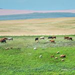 An Agriculture Canada scientist says most of the 19 percent increase in greenhouse gas emissions from Canadian agriculture from 1990 to 2019 was the result of converting grassland to crop production. | Mike Sturk photo