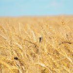 Agriculture Canada estimates 3.24 million tonnes of wheat and durum stocks as of Aug. 1, which would break the previous record low of 3.66 million tonnes set in the drought year of 2021-22. | File photo