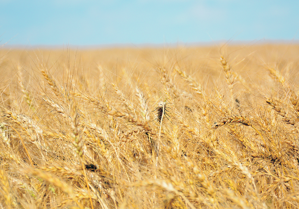 Agriculture Canada estimates 3.24 million tonnes of wheat and durum stocks as of Aug. 1, which would break the previous record low of 3.66 million tonnes set in the drought year of 2021-22.  |  File photo