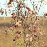 India’s weather troubles are expected to increase pulse prices, in particular for lentils. | File photo
