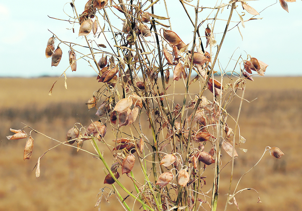 India’s weather troubles are expected to increase pulse prices, in particular for lentils.  |  File photo