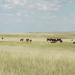 Farming is a survival industry, whether you’re operating 15,000 acres of flatland in dry central Saskatchewan or six acres of rolling territory in the heat of southern India. | File photo