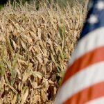 U.S. farmers dramatically expanded corn seedings this season and reduced soy plantings despite weak demand for corn and rising demand for soy products, especially soy oil for making renewable fuels. | File photo