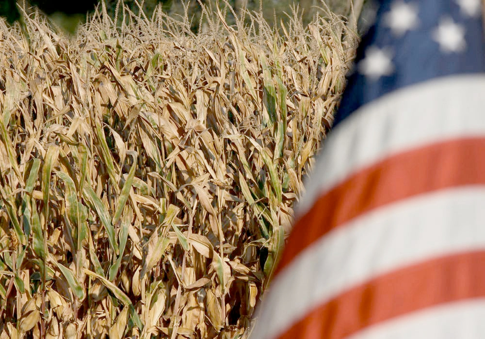 U.S. farmers dramatically expanded corn seedings this season and reduced soy plantings despite weak demand for corn and rising demand for soy products, especially soy oil for making renewable fuels. | File photo