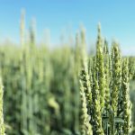 Regular wheat trade is now expected to resume following Vietnam’s decision to pull creeping thistle off its quarantine pest list. | File photo