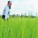 Ana Badea is truly happy when she’s out in the barley plots at the Agriculture Canada research centre in Brandon. She has developed several new varieties of barley, including AAC Prairie. | Robert Arnason photo