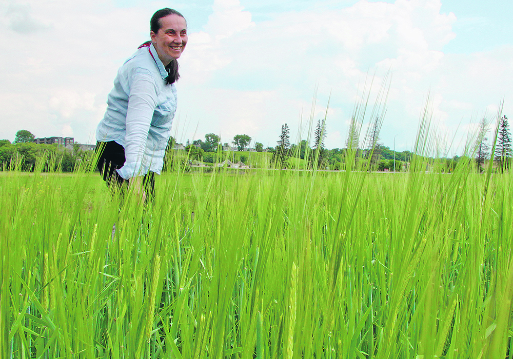 Ana Badea is truly happy when she’s out in the barley plots at the Agriculture Canada research centre in Brandon. She has developed several new varieties of barley, including AAC Prairie.  |  Robert Arnason photo