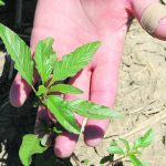 Invasive weeds such as waterhemp have become a major problem in eastern North Dakota upstream from southern Manitoba’s Red River Valley, and in recent years they have been moving north along the valley with every spring and every flood. | File photo