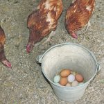 Chickens and their eggs helped feed farm families and were marketed for much needed cash income. A thank you to Ruth Cressman of Rosetown, Sask., and her co-operative hens. | Betty Ann Deobald photo
