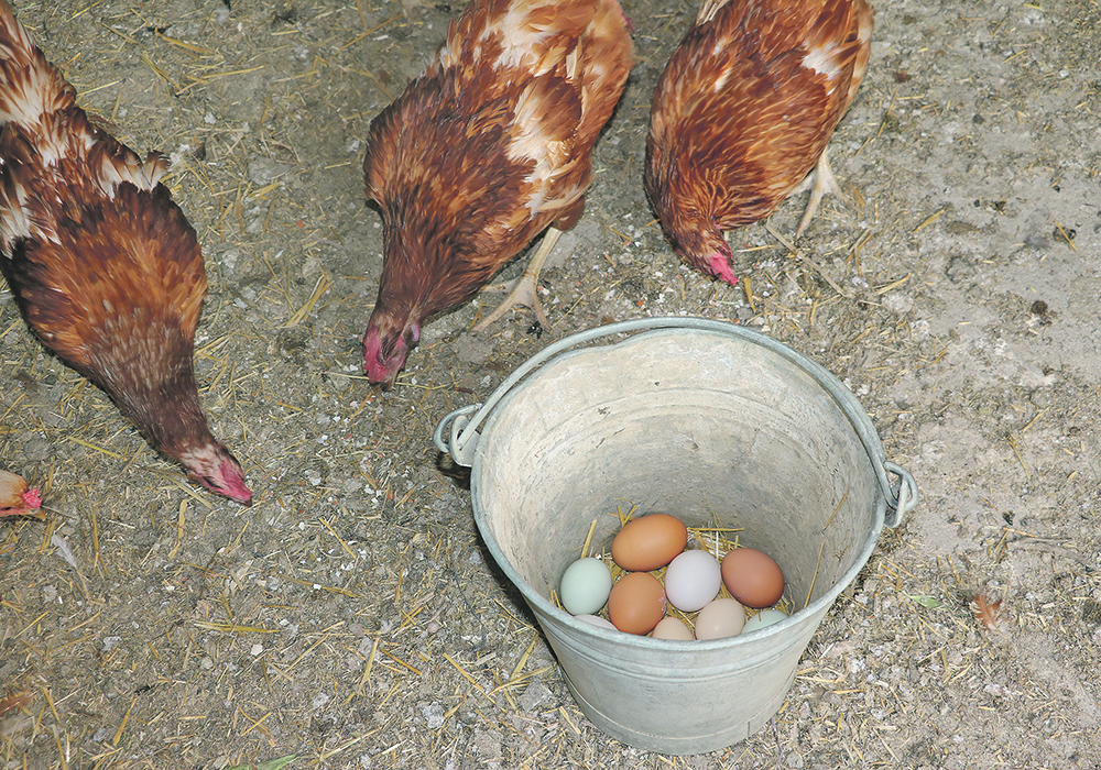 Chickens and their eggs helped feed farm families and were marketed for much needed cash income. A thank you to Ruth Cressman of Rosetown, Sask., and her co-operative hens.  |  Betty Ann Deobald photo