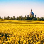 Svitlana Kupreeva, oilseed market analyst with UkrAgroConsult, said farmers planted record canola acreage and final yields should also set a new high. | Getty Images