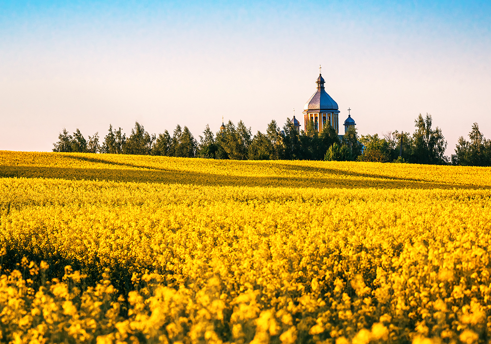 Svitlana Kupreeva, oilseed market analyst with UkrAgroConsult, said farmers planted record canola acreage and final yields should also set a new high. | Getty Images