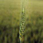 Problems in the European Union wheat crop including in Poland, which produces the highest protein wheat in the region, as well as in Russia means there could be a good market for high protein CWRS. | Robin Booker photo