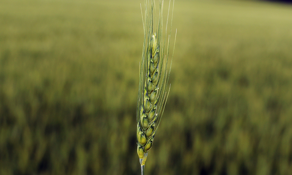 Problems in the European Union wheat crop including in Poland, which produces the highest protein wheat in the region, as well as in Russia means there could be a good market for high protein CWRS.  |  Robin Booker photo