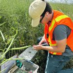 Alec Godin, a summer student in Mario Tenuta’s lab at the University of Manitoba, takes a sample to measure nitrous oxide emissions from a canola field. Godin collected the samples at the EMILI Innovation Farms, a commercial scale smart farm north of Winnipeg. | Robert Arnason photo