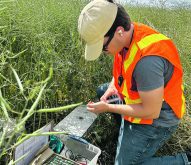 Alec Godin, a summer student in Mario Tenuta’s lab at the University of Manitoba, takes a sample to measure nitrous oxide emissions from a canola field. Godin collected the samples at the EMILI Innovation Farms, a commercial scale smart farm north of Winnipeg. | Robert Arnason photo
