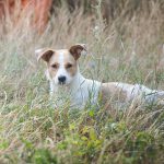 Abandoned dogs are nothing new for farmers. Any farmer living near a city is likely to have ended up with a couple of homeless dogs over the years. But according to farmers, shelters and animal rescue organizations, there has been an upsurge in abandonments in the past year. | Getty Images