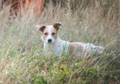 Abandoned dogs are nothing new for farmers. Any farmer living near a city is likely to have ended up with a couple of homeless dogs over the years. But according to farmers, shelters and animal rescue organizations, there has been an upsurge in abandonments in the past year. | Getty Images
