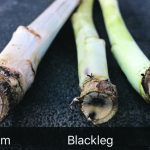 A key indicator for blackleg is a distinct black wedge in the root cortex. If there’s a grayish-hue and starburst pattern in the root cortex, then it’s likely verticillium stripe. | Photo supplied by the Canola Council of Canada