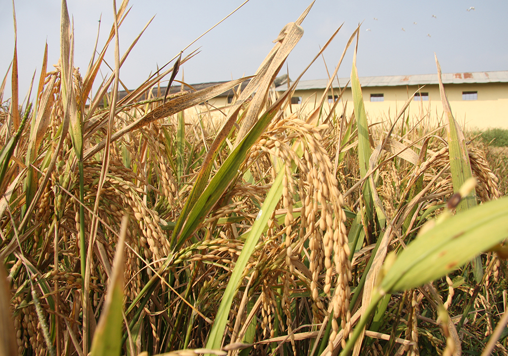 While wheat output forecasts are being revised lower because of dry weather in Australia, the world’s second largest exporter, record-low monsoon rains are expected to reduce the volume of crops, including rice, in India, the world’s biggest shipper of the grain, meteorologists and analysts said. | File photo