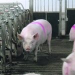Correlations of inflammation and immune cell counts also flag increased prolapse risk, but why prolapses have surged in recent years continues to puzzle researchers. | File photo