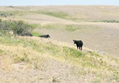 Cattle in a sparse, dry pasture.